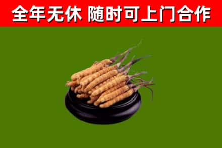 石门县回收冬虫夏草